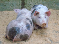 Pigs Dumfries Mart (28)